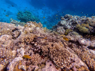 Sualtı panoramik mercan resifleri tropikal balıklar, deniz yosunları ve Mısır 'daki mercanlar. Acropora gemmifera ve Hood mercanı ya da Pürüzsüz karnabahar mercanı (Stylophora pistillata), Lobophyllia hemprichii, Acropora hemprichii veya Pristine Stag