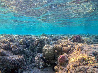 Sualtı panoramik mercan resifleri tropikal balıklar, deniz yosunları ve Mısır 'daki mercanlar. Acropora gemmifera ve Hood mercanı ya da Pürüzsüz karnabahar mercanı (Stylophora pistillata), Lobophyllia hemprichii, Acropora hemprichii veya Pristine Stag