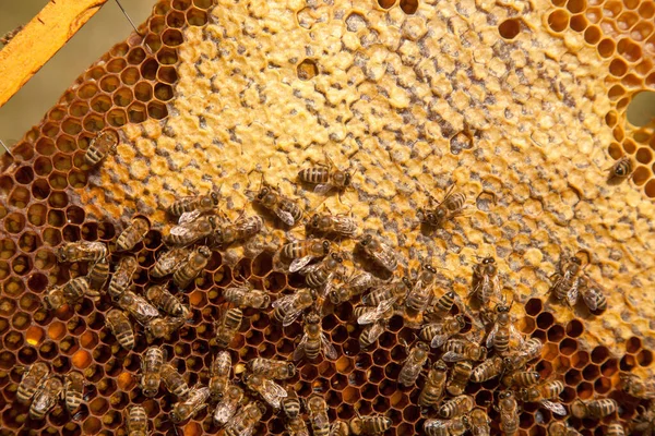 Frames of a beehive just taken from beehive with sweet honey. Bee honey and pollen collected in the beautiful brown honeycomb. Busy bees on the yellow honeycomb with open and sealed cells for sweet honey.