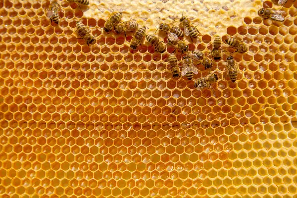 Rám Včelího Úlu Pilné Včely Žluté Plástve Otevřenými Zapečetěnými Buňkami Stock Fotografie