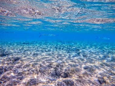 Mercan resifinde su altında Tylosurus timsahı olarak bilinen balık ya da iğneli balık. Mercanlar ve tropikal balıklarla dolu su altı yaşamı. Kızıl Deniz 'deki Mercan Resifi, Mısır