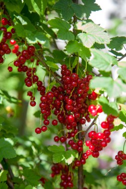 Red currant berries grow on a bush in sunny garden. Red currants plantation in summer orchard. Red currant berries in sunny garden