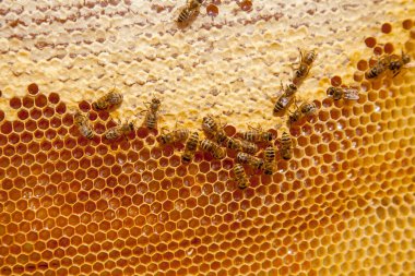 Arı kovanının çerçeveleri. Tatlı bal için açık ve mühürlü hücreleri olan sarı bal peteğinde meşgul arılar. Arı balı toplanmış güzel sarı bal peteğinde