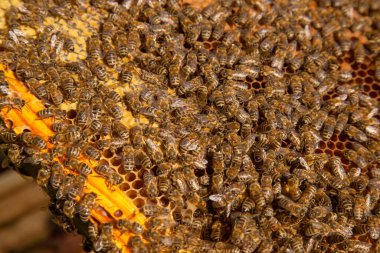 Tatlı ballı arı kovanından alınan bir arı kovanının çerçeveleri. Tatlı bal için açık ve mühürlü hücreleri olan sarı bal peteğinde meşgul arılar. Arı balı güzel kahverengi bal peteğinde toplandı.