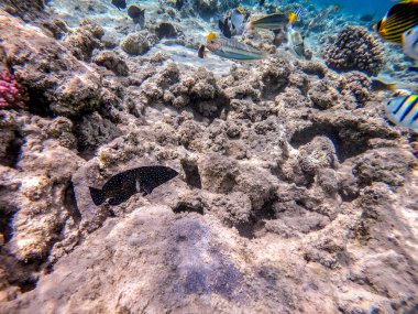 Mercan resiflerinde Sefalopholis argus olarak bilinen tropik Tavuskuşu Grubu. Mercanlar ve tropikal balıklarla dolu su altı yaşamı. Kızıl Deniz 'deki Mercan Resifi, Mısır