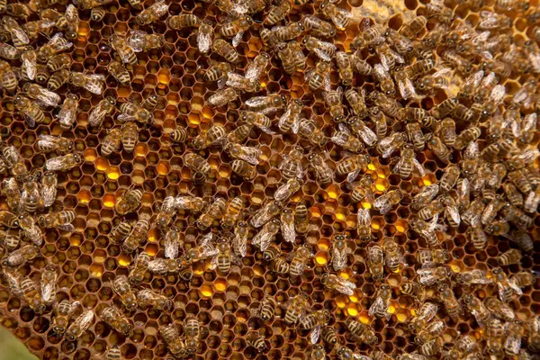 Frames of a beehive just taken from beehive with sweet honey. Bee honey and pollen collected in the beautiful brown honeycomb. Busy bees on the yellow honeycomb with open and sealed cells for sweet honey.
