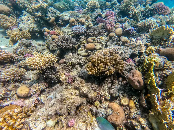 Sualtı panoramik mercan resifleri tropikal balıklar, deniz yosunları ve Mısır 'daki mercanlar. Stylophora pistillata, Lobophyllia hemprichii, Acropora hemprichii, Favia favus ve diğerleri