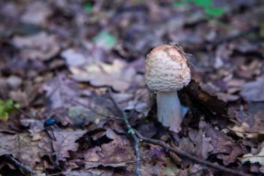 Yenilebilir mantar Amanita rubescens genellikle kızaran manita olarak bilinir. Sonbahar ormanlarında düşen yaprakların arasında yetişen yabani mantar.