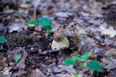 Boletus edulis mantarı (seps, penny bun, porcino veya kral bolete, genellikle Porcini mantarı olarak bilinir) sonbahar mevsiminde yosun ve düşen yapraklar arasında orman toprağında yetişir.