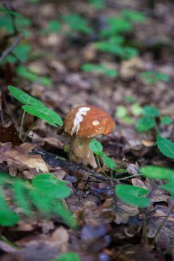 Boletus edulis mantarı (seps, penny bun, porcino veya kral bolete, genellikle Porcini mantarı olarak bilinir) sonbahar mevsiminde yosun ve düşen yapraklar arasında orman toprağında yetişir.