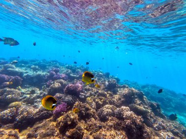 Mercan resifinde suyun altında Chaetodon fasciatus olarak bilinen tropikal Diagonal ya da rakun kelebeği. Mercanlar ve tropikal balıklarla dolu su altı yaşamı. Kızıl Deniz 'deki Mercan Resifi, Mısır