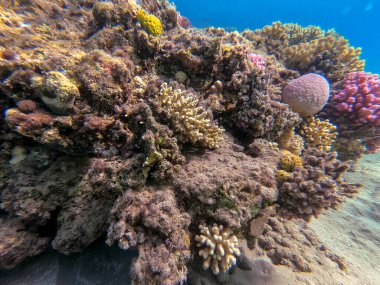 Sualtı panoramik mercan resifleri tropikal balıklar, deniz yosunları ve Mısır 'daki mercanlar. Stylophora pistillata, Lobophyllia hemprichii, Acropora hemprichii, Favia favus ve diğerleri