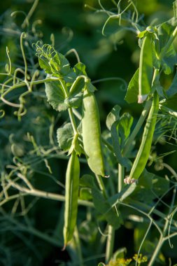 Bahçedeki bezelye bitkisinin üzerindeki parlak yeşil bezelye kabukları. Bezelye yetiştiriyorum. Sebze bahçesinde çiçek ve kabuklu taze bezelyelerin yakın görüntüsü.