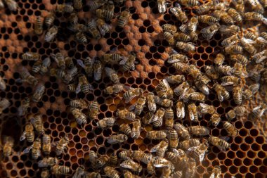 Arı kovanının çerçeveleri. Yavruları için açık ve kapalı hücrelerle kovanın içindeki meşgul arılar. O genç arıların doğumu. Bazı hayvanlar ve petek yapısını gösteren yakın