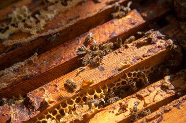 Arı kovanının çerçeveleri. Bal arılarının oluşturduğu çerçeveleri gösteren açılan kovan gövdesinin yakından görünümü