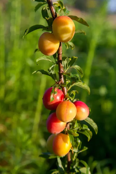 Mirabelle plum, also known as mirabelle prune or cherry plum, is a cultivar group of plum trees of the genus Prunus. Branches with ripe red-yellow cherry plum fruit. Cherry plum tree with fruits growing in a orchard