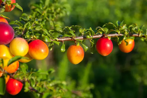 Mirabelle plum, also known as mirabelle prune or cherry plum, is a cultivar group of plum trees of the genus Prunus. Branches with ripe red-yellow cherry plum fruit. Cherry plum tree with fruits growing in a orchard