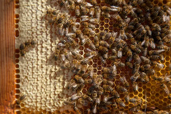 蜂の巣のフレーム 甘い蜂蜜のための開いて密封された細胞と黄色のハニカム上の忙しいミツバチ ビー蜂蜜収集でザ美しいです黄色ハニカム ストックフォト