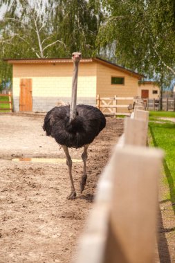 Devekuşu - Struth io camelus, Afrika 'nın büyük bölgelerine özgü, uzun güçlü bacakları, uzun boynu ve küçük kafası olan, yaşayan en büyük kuş türüdür. Devekuşlarının çiftleşmesi, organik tarım kavramı.