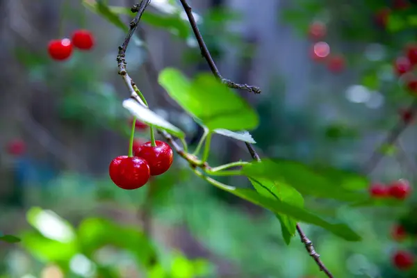 Cherry on branch. Red cherry berry on tree branch with green leaves in a garden. Light red cherries ripen in summer season on farmer\'s orchard. Harvesting on farm or in garden