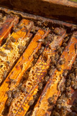 Arı kovanının çerçeveleri. Bal arılarının oluşturduğu çerçeveleri gösteren açılan kovan gövdesinin yakından görünümü
