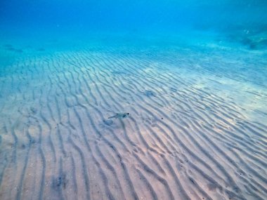 Arothron hispidus olarak bilinen beyaz saksıda mercan resifinde su altında. Mercanlar ve tropikal balıklarla dolu su altı yaşamı. Kızıl Deniz 'deki Mercan Resifi, Mısır