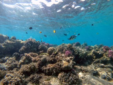 Sualtı panoramik mercan resifleri tropikal balıklar, deniz yosunları ve Mısır 'daki mercanlar. Acropora gemmifera ve Hood mercanı ya da Pürüzsüz karnabahar mercanı (Stylophora pistillata), Lobophyllia hemprichii, Acropora hemprichii veya Pristine Stag