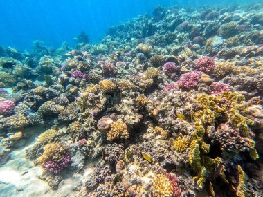 Sualtı panoramik mercan resifleri tropikal balıklar, deniz yosunları ve Mısır 'daki mercanlar. Acropora gemmifera ve Hood mercanı ya da Pürüzsüz karnabahar mercanı (Stylophora pistillata), Lobophyllia hemprichii, Acropora hemprichii veya Pristine Stag