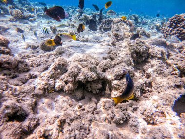 Gomphosus Caeruleus olarak bilinen Birdmouth Wrasse mercan resifinde suyun altında. Mercanlar ve tropikal balıklarla dolu su altı yaşamı. Kızıl Deniz 'deki Mercan Resifi, Mısır
