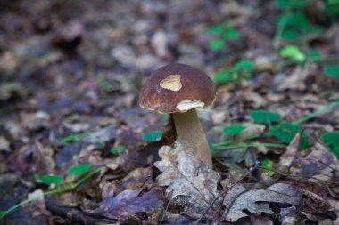 Boletus edulis mantarı (seps, penny bun, porcino veya kral bolete, genellikle Porcini mantarı olarak bilinir) sonbahar mevsiminde yosun ve düşen yapraklar arasında orman toprağında yetişir.