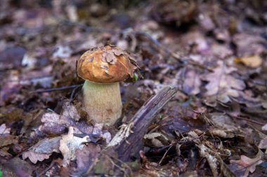 Boletus edulis mantarı (seps, penny bun, porcino veya kral bolete, genellikle Porcini mantarı olarak bilinir) sonbahar mevsiminde yosun ve düşen yapraklar arasında orman toprağında yetişir.