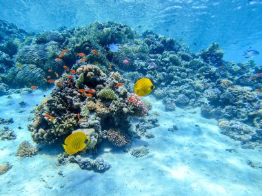 Mercan resiflerinde sualtında Chaetodon semilarvatus olarak bilinen tropikal Mavi Kelebek Kelebeği. Mercanlar ve tropikal balıklarla dolu su altı yaşamı. Kızıl Deniz 'deki Mercan Resifi, Mısır