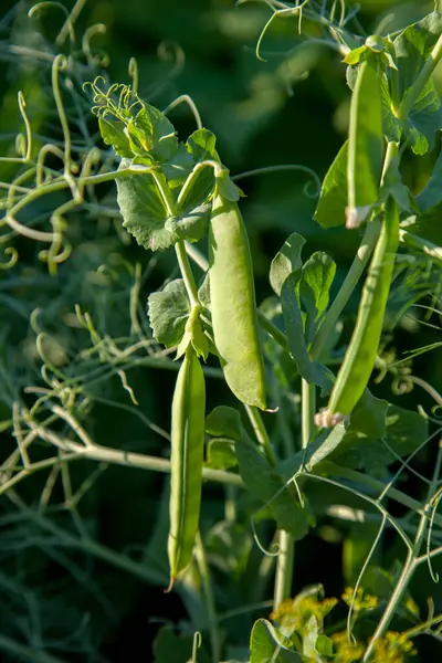 Bright green peas pods on a pea plant grow in the garden. Growing peas outdoors. Close up view of green fresh peas with flowers and pods in the vegetable garden.