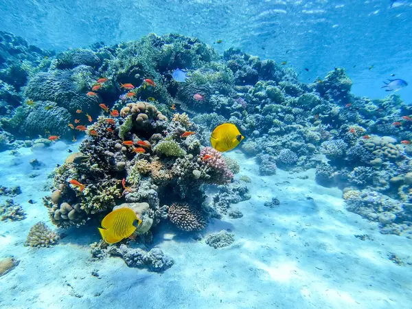 Mercan resiflerinde sualtında Chaetodon semilarvatus olarak bilinen tropikal Mavi Kelebek Kelebeği. Mercanlar ve tropikal balıklarla dolu su altı yaşamı. Kızıl Deniz 'deki Mercan Resifi, Mısır
