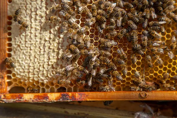 蜂の巣のフレーム 甘い蜂蜜のための開いて密封された細胞と黄色のハニカム上の忙しいミツバチ ビー蜂蜜収集でザ美しいです黄色ハニカム ストック画像
