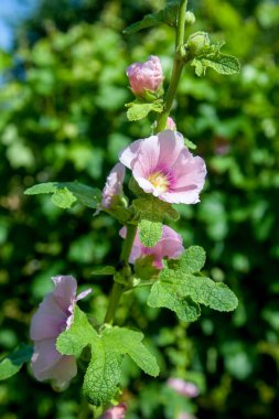 White-pink flowers of musk mallow or lavatera with a yellow center lit by the sun in the courtyard of the house in summer. Mallow flowers, selective focus. Musk mallow flower on a green backgroun