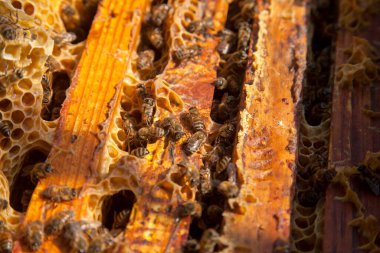 Arı kovanının çerçeveleri. Bal arılarının oluşturduğu çerçeveleri gösteren açılan kovan gövdesinin yakından görünümü