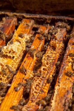 Arı kovanının çerçeveleri. Bal arılarının oluşturduğu çerçeveleri gösteren açılan kovan gövdesinin yakından görünümü
