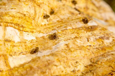 Vintage Tekstil özgeçmişlerine kaynıyor arılar görünümünü kapat.