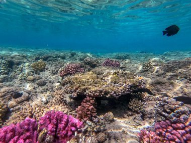 Sualtı panoramik mercan resifleri tropikal balıklar, deniz yosunları ve Mısır 'daki mercanlar. Stylophora pistillata, Lobophyllia hemprichii, Acropora hemprichii, Favia favus ve diğerleri