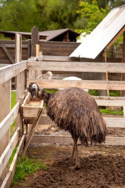 Dromaius novaehollandiae olarak bilinen Avustralya devekuşu devekuşu devekuşu devekuşu devekuşu devekuşu. Emu uçamayan bir kuştur ve Avustralya 'ya özgüdür. Devekuşlarının çiftleşmesi, organik tarım kavramı.