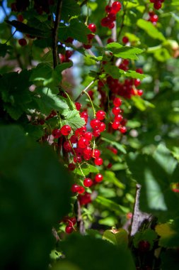 Red currant berries grow on a bush in sunny garden. Red currants plantation in summer orchard. Red currant berries in sunny garden