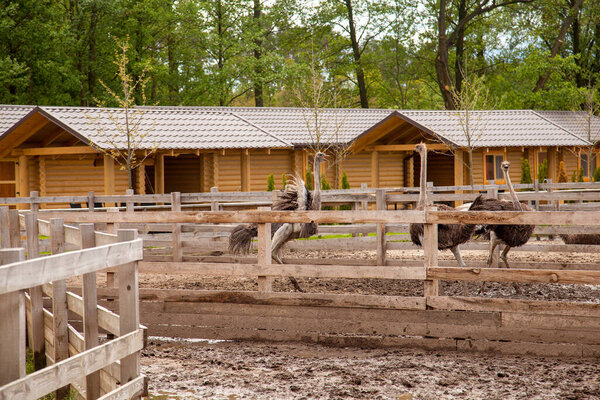 Обыкновенный страус - Struthio camelus - вид бесполётной птицы, обитающий на больших территориях Африки, крупнейшая живая птица с длинными сильными ногами, длинной шеей и маленькой головой. Разведение страусов, органическое земледелие