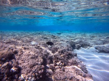 Sualtı panoramik mercan resifleri tropikal balıklar, deniz yosunları ve Mısır 'daki mercanlar. Acropora gemmifera ve Hood mercanı ya da Pürüzsüz karnabahar mercanı (Stylophora pistillata), Lobophyllia hemprichii, Acropora hemprichii veya Pristine Stag
