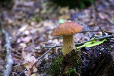 Boletus edulis mantarı (seps, penny bun, porcino veya kral bolete, genellikle Porcini mantarı olarak bilinir) sonbahar mevsiminde yosun ve düşen yapraklar arasında orman toprağında yetişir.
