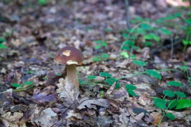 Boletus edulis mantarı (seps, penny bun, porcino veya kral bolete, genellikle Porcini mantarı olarak bilinir) sonbahar mevsiminde yosun ve düşen yapraklar arasında orman toprağında yetişir.