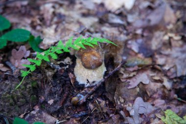 Boletus edulis mantarı (seps, penny bun, porcino veya kral bolete, genellikle Porcini mantarı olarak bilinir) sonbahar mevsiminde yosun ve düşen yapraklar arasında orman toprağında yetişir.