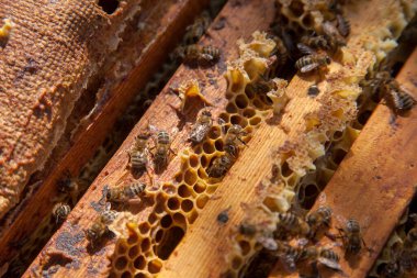 Arı kovanının çerçeveleri. Bal arılarının oluşturduğu çerçeveleri gösteren açılan kovan gövdesinin yakından görünümü