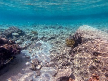 Sargo sürüsü ya da mercan resifinde su altında Diplodus Sargus balığı olarak bilinen Beyaz Deniz balığı sürüsü. Mercanlar ve tropikal balıklarla dolu su altı yaşamı. Kızıl Deniz 'deki Mercan Resifi, Mısır