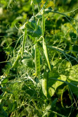Bahçedeki bezelye bitkisinin üzerindeki parlak yeşil bezelye kabukları. Bezelye yetiştiriyorum. Sebze bahçesinde çiçek ve kabuklu taze bezelyelerin yakın görüntüsü.